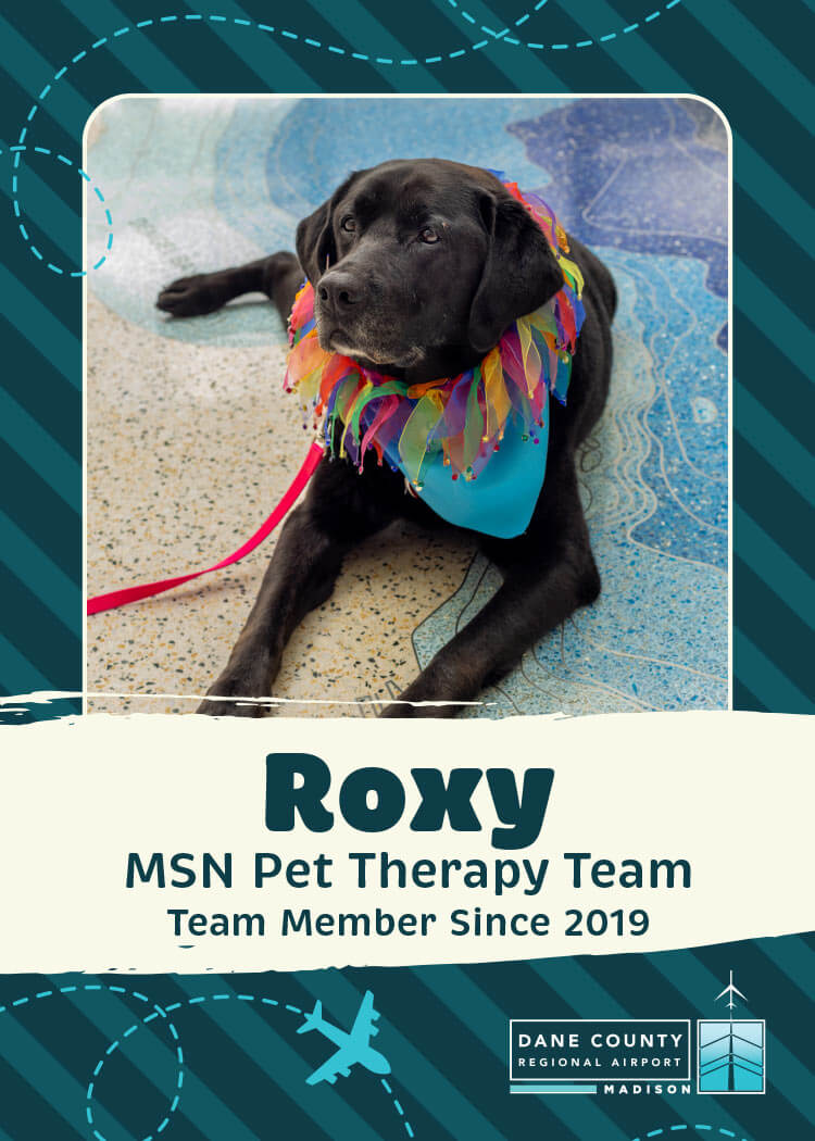 Roxy Pet Therapy Dog